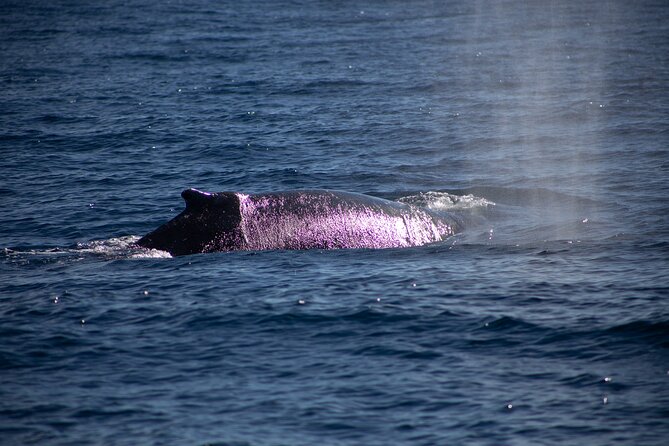Los Cabos Whale Watching Cruise Including Breakfast - Drinks and boat vibe: what the included bar means for your morning