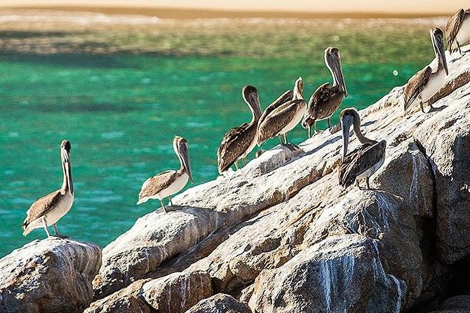 Los Cabos Whale Watching Cruise Including Breakfast - Price and value check: $99 plus a small extra dock fee
