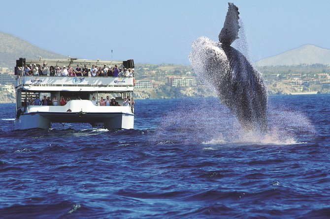 Los Cabos Whale Watching Cruise Including Breakfast - Who this cruise suits best (and who should consider alternatives)