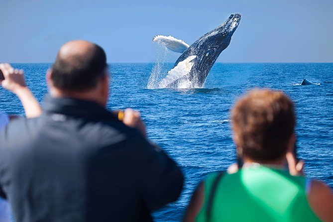 Los Cabos Whale Watching Cruise Including Breakfast - Double-decker catamaran breakfast: what you get and why it’s smart