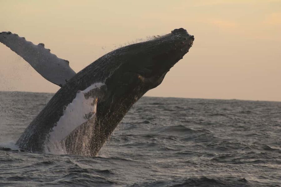 Los Cabos: Whale Watching Safari & Free time at Lovers Beach - Key things to know before you go
