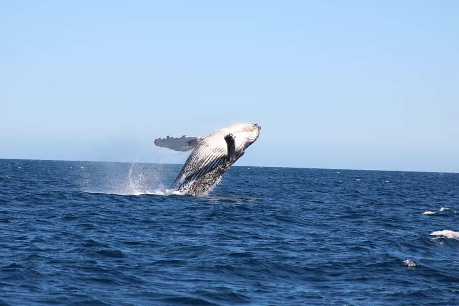 Los Cabos: Whale Watching Safari & Free time at Lovers Beach - Getting to the water: La Terminal de Cabo and the quick water taxi ride