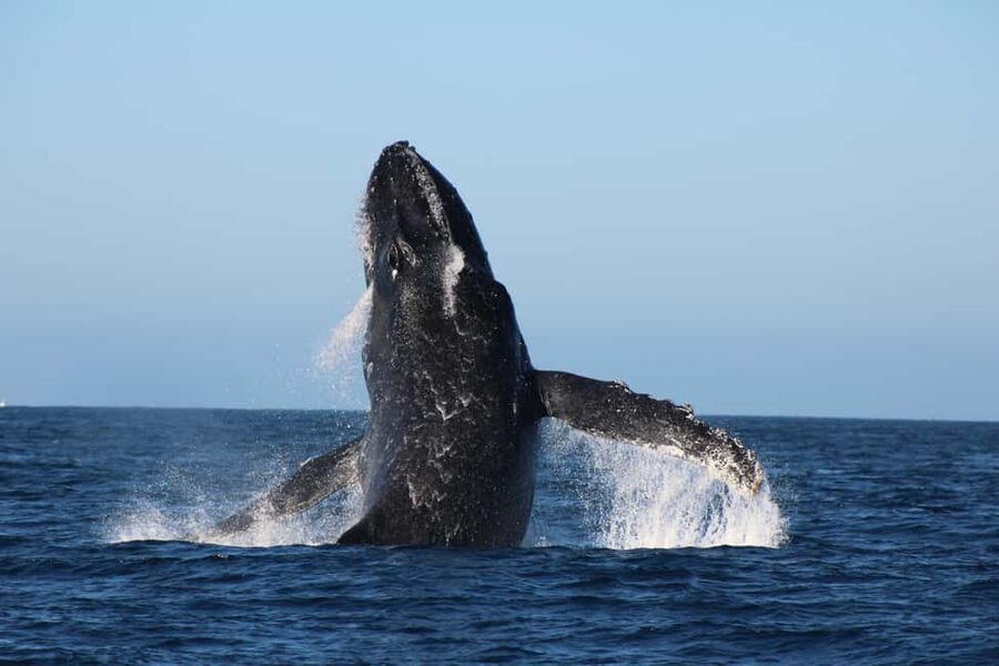 Los Cabos: Whale Watching Safari & Free time at Lovers Beach - Cabo’s iconic landmarks: the Arch photo stop