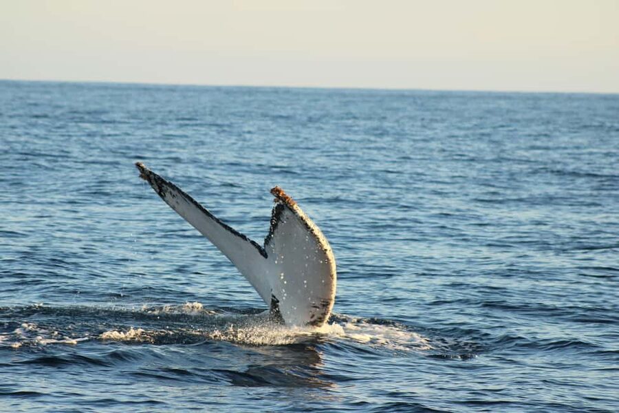 Los Cabos: Whale Watching Safari & Free time at Lovers Beach - 45 minutes of whale watching from a small panga