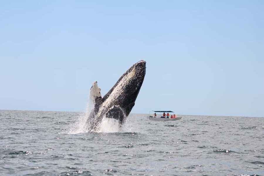 Los Cabos: Whale Watching Safari & Free time at Lovers Beach - Guaranteed sightings: the second tour for free changes the risk