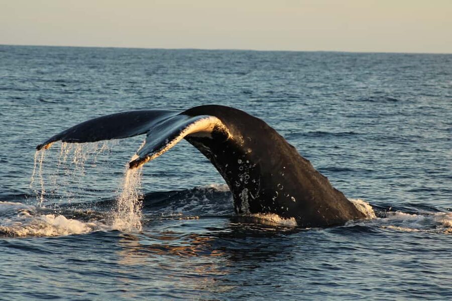 Los Cabos: Whale Watching Safari & Free time at Lovers Beach - Price and value: what $58 really covers (and what to plan for)