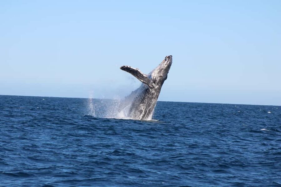 Los Cabos: Whale Watching Safari & Free time at Lovers Beach - Coastal sightseeing on the way: Balconcito Beach, Pelican Rock, and Lovers Beach