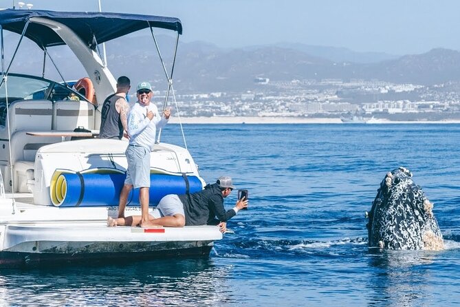 Los Cabos Whale Watching & Snorkel Adventure with Food & Drinks - Key points worth knowing before you go