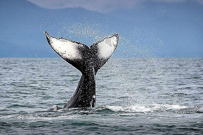 Los Cabos Whale Watching & Snorkel Adventure with Food & Drinks - Private yacht whale watching from C Dock: what $999 buys you