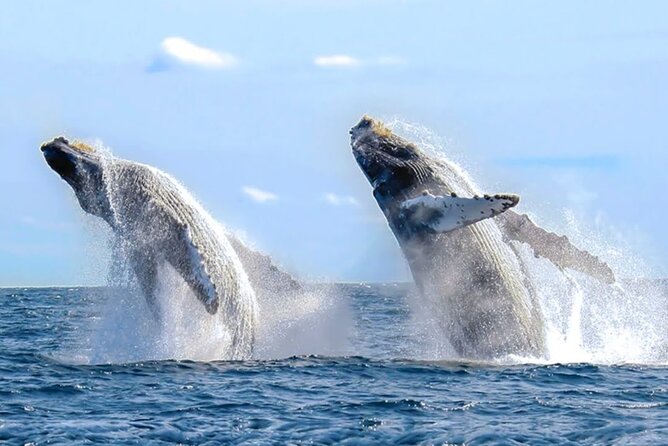 Los Cabos Whale Watching & Snorkel Adventure with Food & Drinks - Snorkeling and paddle boarding gear included, so you actually use it