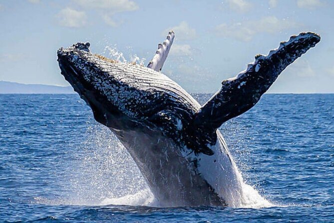 Los Cabos Whale Watching & Snorkel Adventure with Food & Drinks - Lunch onboard: ceviche and fajitas that don’t feel like an afterthought