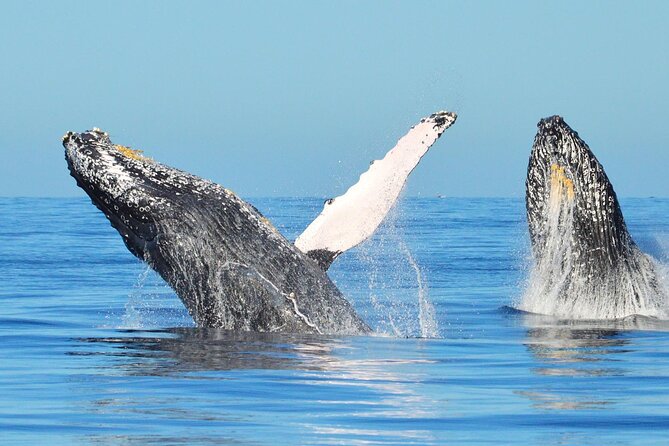 Los Cabos Whale Watching & Snorkel Adventure with Food & Drinks - Crew matters: service style, kids support, and safety focus