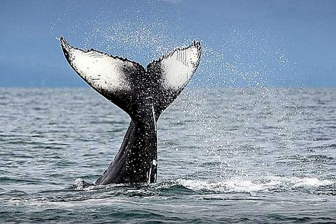 Los Cabos Whale Watching & Snorkel Adventure with Food & Drinks - Price and group math: when $999 per group makes sense