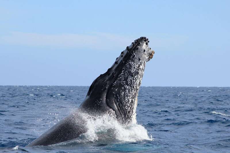 Los Cabos: Whale Watching (Transport and Pictures Included) - Getting to the marina: pickup, shaded boat, and why it matters