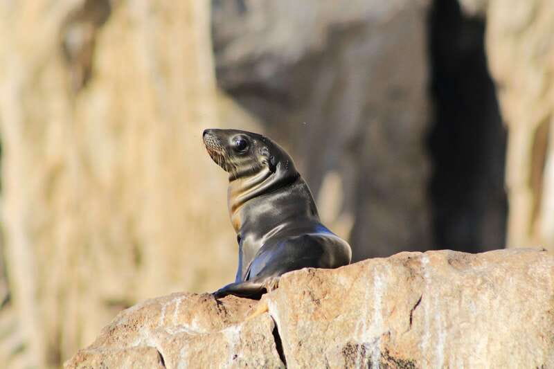 Los Cabos: Whale Watching (Transport and Pictures Included) - The whale watching itself: two hours in the Gulf of California