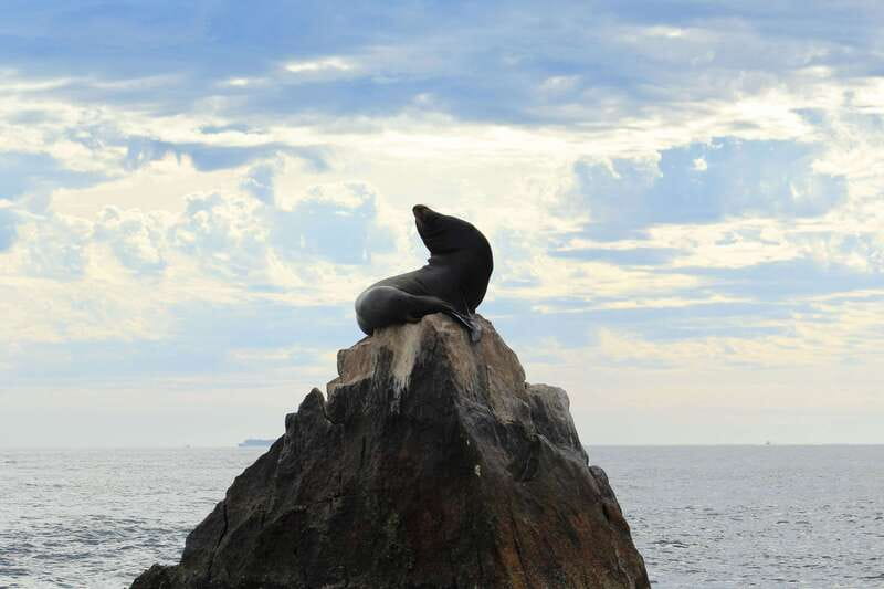 Los Cabos: Whale Watching (Transport and Pictures Included) - Comfort and constraints: who should book this and who should skip it