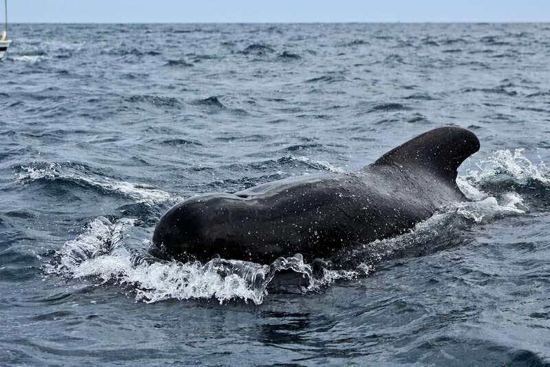 Los Cabos: Whale Watching (Transport and Pictures Included) - Itinerary flow that actually works on a busy Cabo day