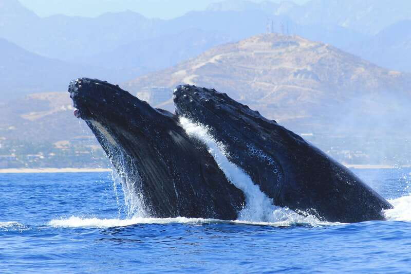 Los Cabos: Whale Watching (Transport and Pictures Included) - The first stop: Land’s End, the Arch photo stop, and the Sea Lion Colony