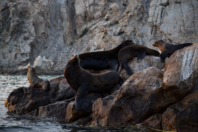 Los Cabos Whale Watching (Transportation and Pictures Included) - Who you’re with: guides, captain teamwork, and why it matters