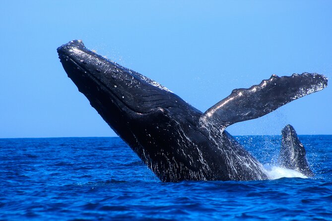 Los Cabos Whale Watching (Transportation and Pictures Included) - Comfort and included snacks: small things that prevent big annoyances