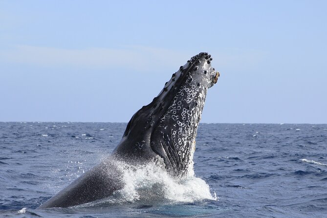Los Cabos Whale Watching (Transportation and Pictures Included) - Price and value: what $90 buys you in Cabo