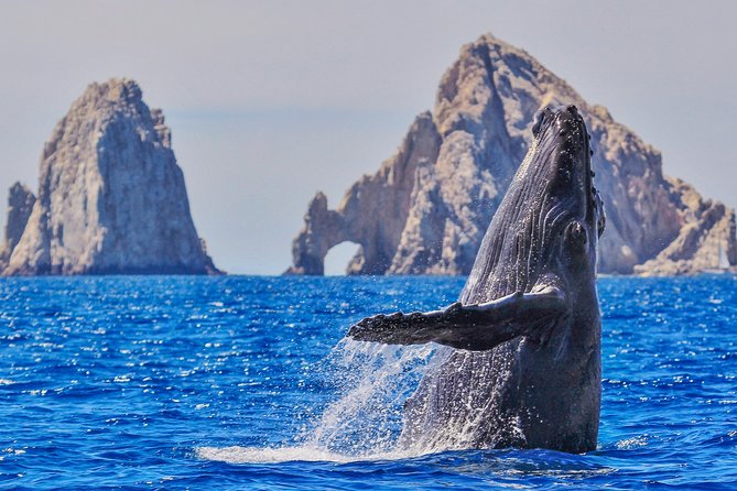 Luxury Catamaran Whale Watching Cabo San Lucas - Key Highlights You’ll Care About