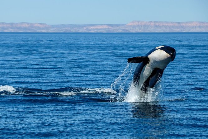Luxury Catamaran Whale Watching Cabo San Lucas - The Main Event in the Sea of Cortez: Hydrophone Whale Songs