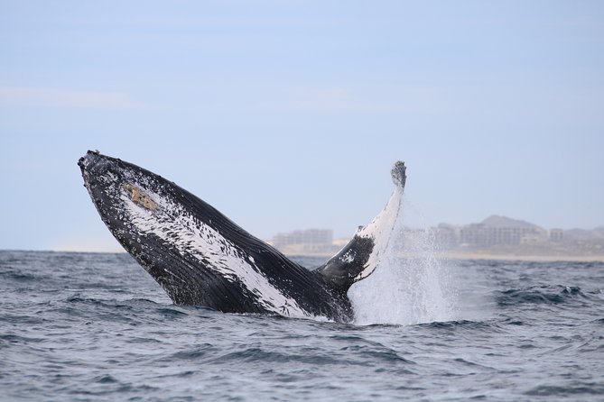 Luxury Catamaran Whale Watching Cabo San Lucas - Double-Decker Comfort: Views, Space, and How the Trip Feels