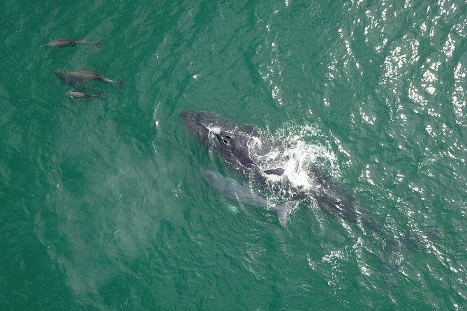 Luxury Catamaran Whale Watching Cabo San Lucas - Drinks, Snacks, and the Little Touches That Make It Feel Like Luxury