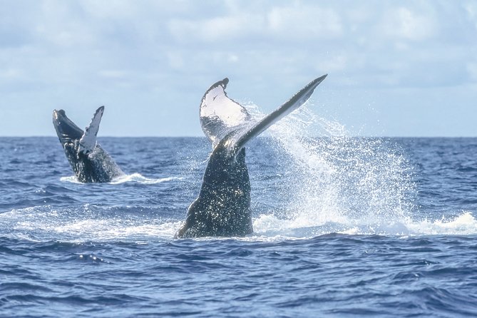 Luxury Catamaran Whale Watching Cabo San Lucas - Whale Spotting Reality Check: High Chances, Not a Guarantee