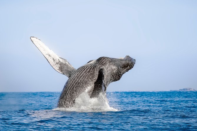 Luxury Catamaran Whale Watching Cabo San Lucas - Extra Fees and Price Value: Is $129 Worth It?