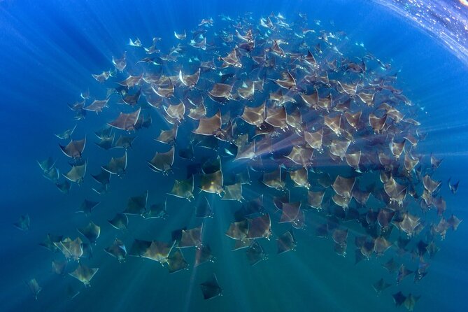 Mobula Ray and Ocean Safari Day Trip - Key highlights