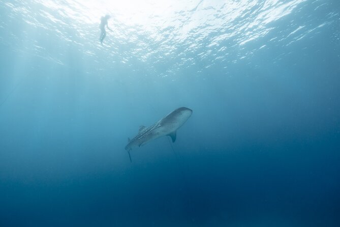 Mobula Ray and Ocean Safari Day Trip - The 4–6 hour ocean search and onboard rhythm