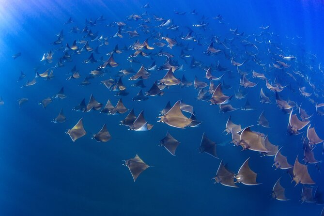 Mobula Ray and Ocean Safari Day Trip - Picnic on the water, bathrooms on the way back
