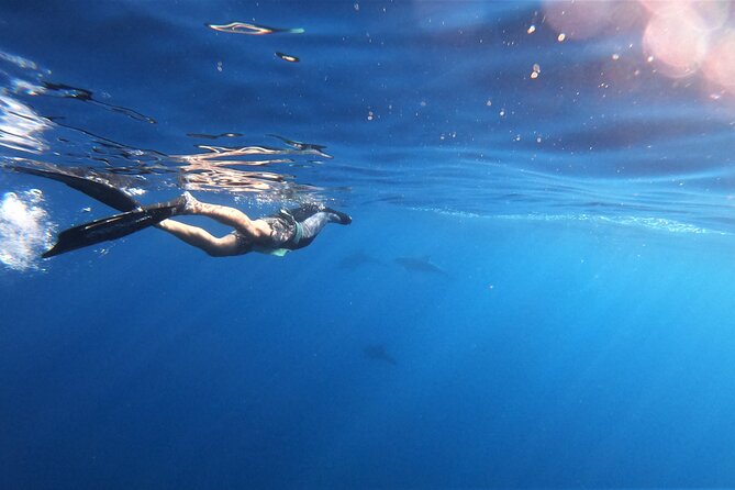 Mobula Ray and Ocean Safari Day Trip - Price, small group size, and what $315 buys