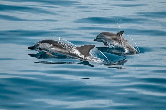 Mobula Ray and Ocean Safari Day Trip - Weather rules and how to plan your day in Cabo