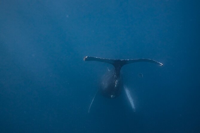 Mobula Ray and Ocean Safari Day Trip - Who this safari suits best