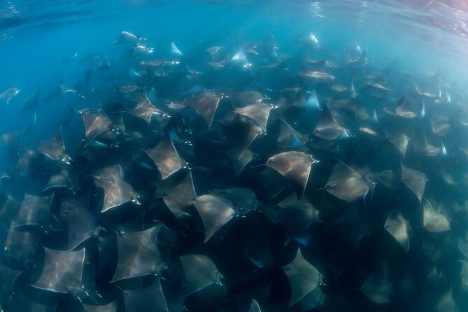 Mobula Ray and Ocean Safari Day Trip - La Ventana panga boarding: you need basic mobility