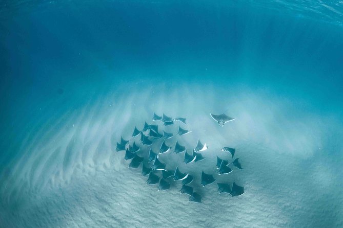 Mobula Ray Snorkeling - Mobula manta migration: what you’re really chasing