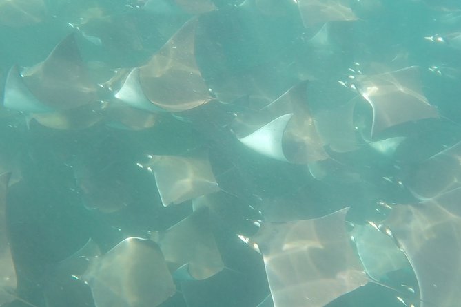 Mobula Ray Snorkeling - Cabo marina start, El Arco, and sea lions before the search