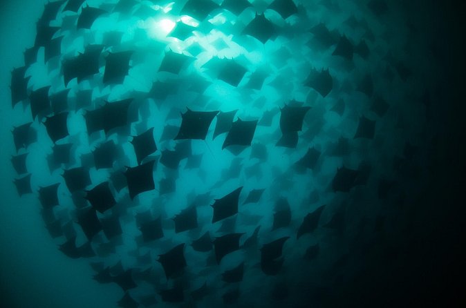 Mobula Ray Snorkeling - Certified marine biologists and what the small group buys you