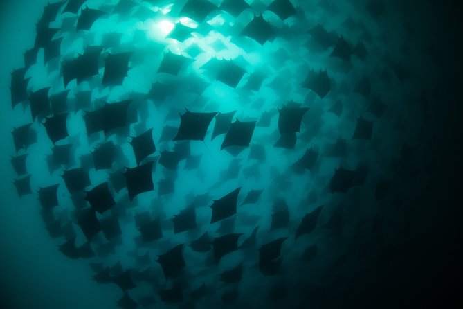 Mobula Ray Snorkeling - When the mobulas don’t show: how to judge your outcome