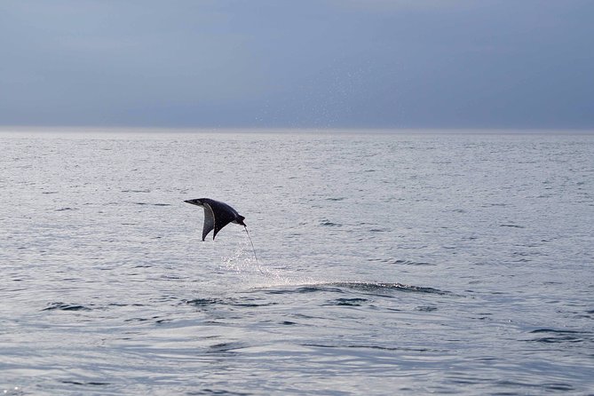 Mobula Ray Snorkeling - Who this tour suits best