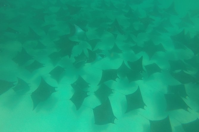 Mobula Ray Snorkeling - Should you book Mobula Ray Snorkeling with Cabo Trek?