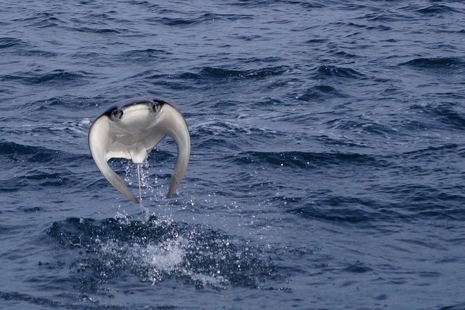 Mobula Ray Snorkeling - Boat time, breaching views, and getting photos without losing your mind