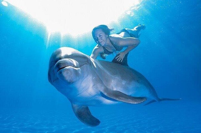 Must-DO The only and Unique Natural Space Dolphin Encounter Cabo - Weather, Timing, and the Smart Way to Plan Your Day