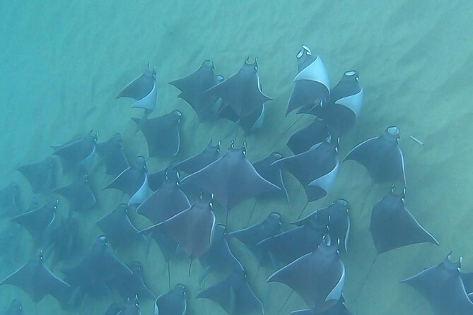 Non-Certified Diving Adventure in Cabo San Lucas - Piedra del Pelicano: why this protected area boosts your odds