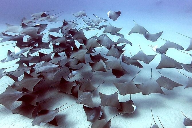 Non-Certified Diving Adventure in Cabo San Lucas - Value check: what’s included, what’s not, and how to prep