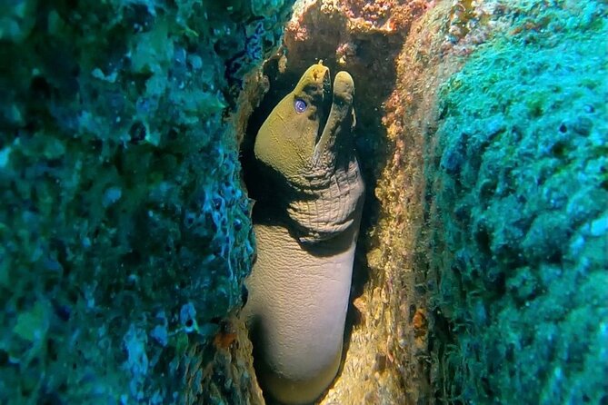 Non-Certified Diving Adventure in Cabo San Lucas - Gear, wetsuit, and the step-by-step coaching moment