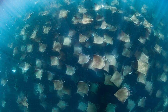 Ocean Safari in San Jose del Cabo - Key Points I’d Plan Around